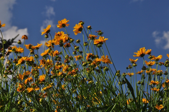A tour of the Yampa River Botanic Park